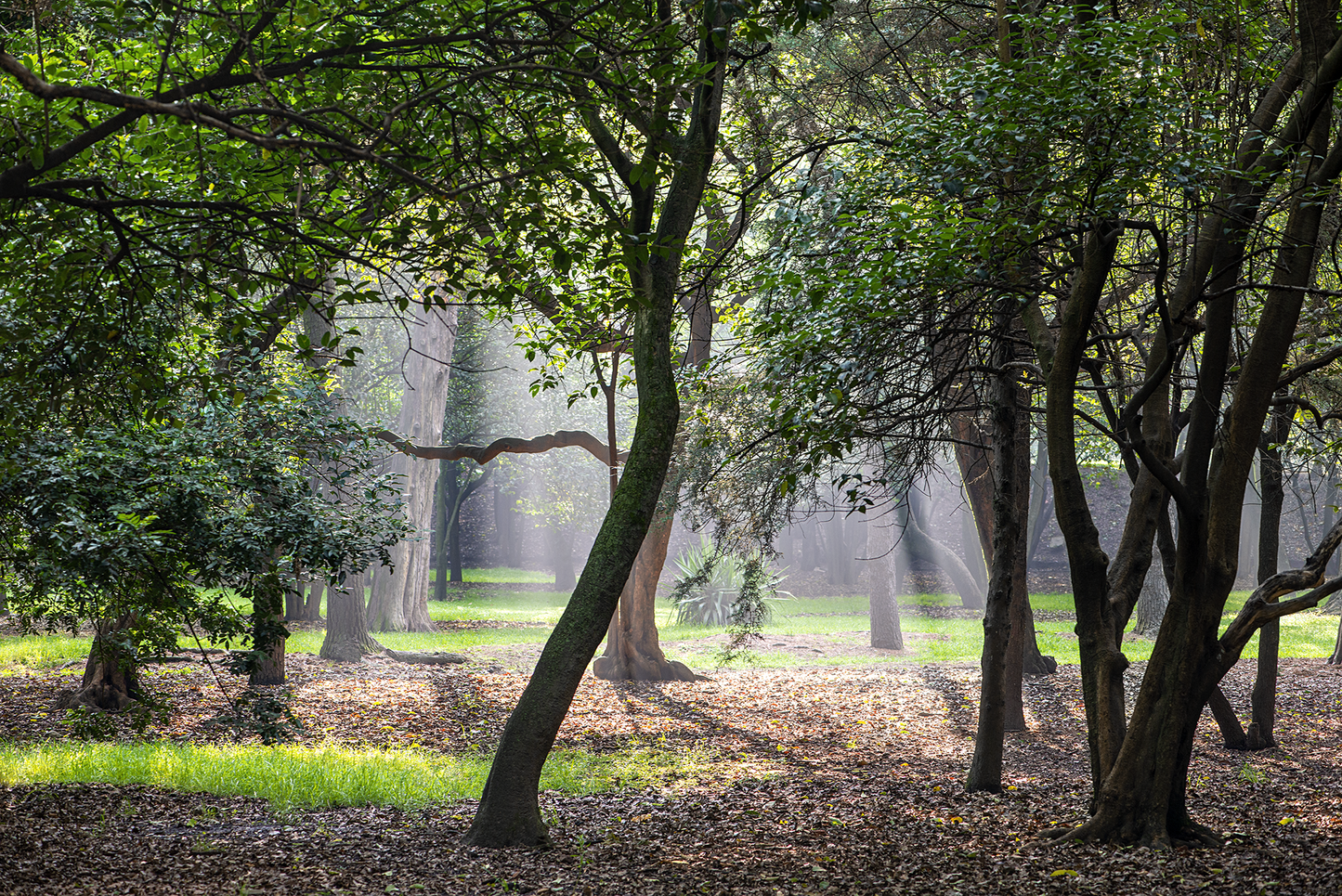 The forest of Chapultepec in the morning