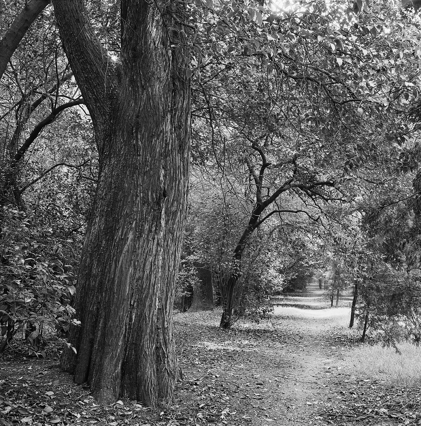 Chapultepec Forest, a familiar path