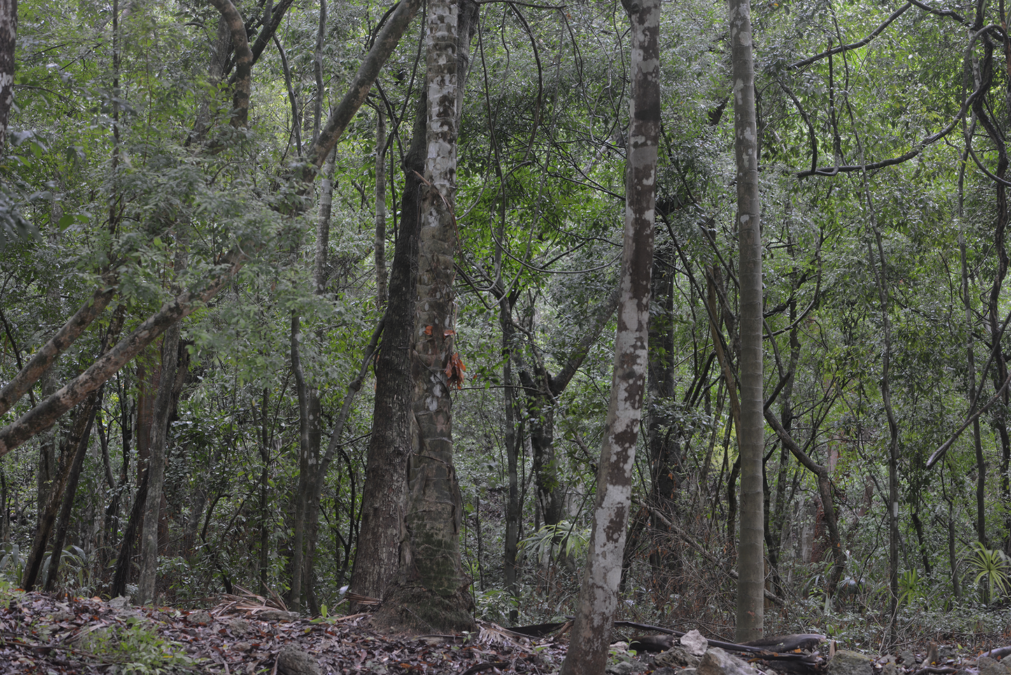 Selva en el área Maya