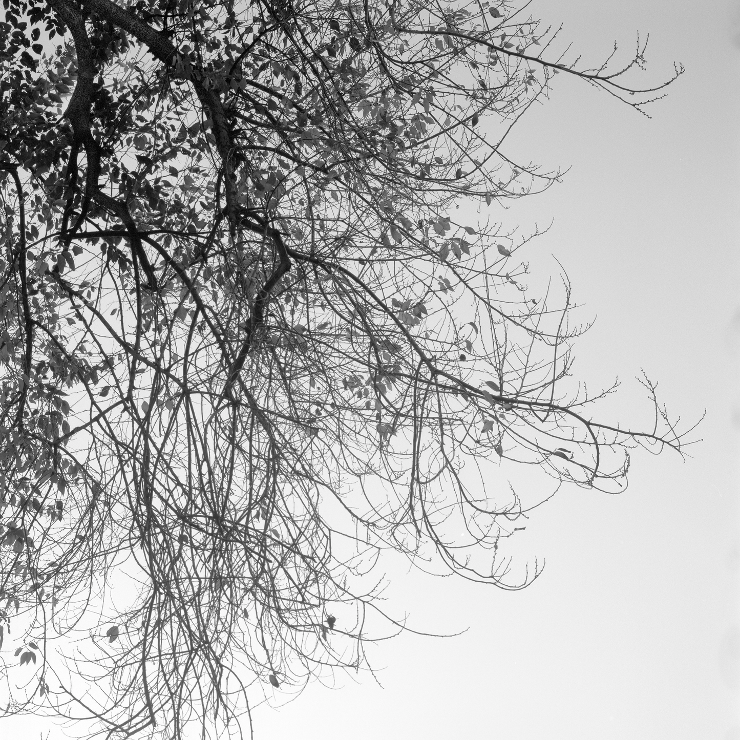 Árbol en invierno