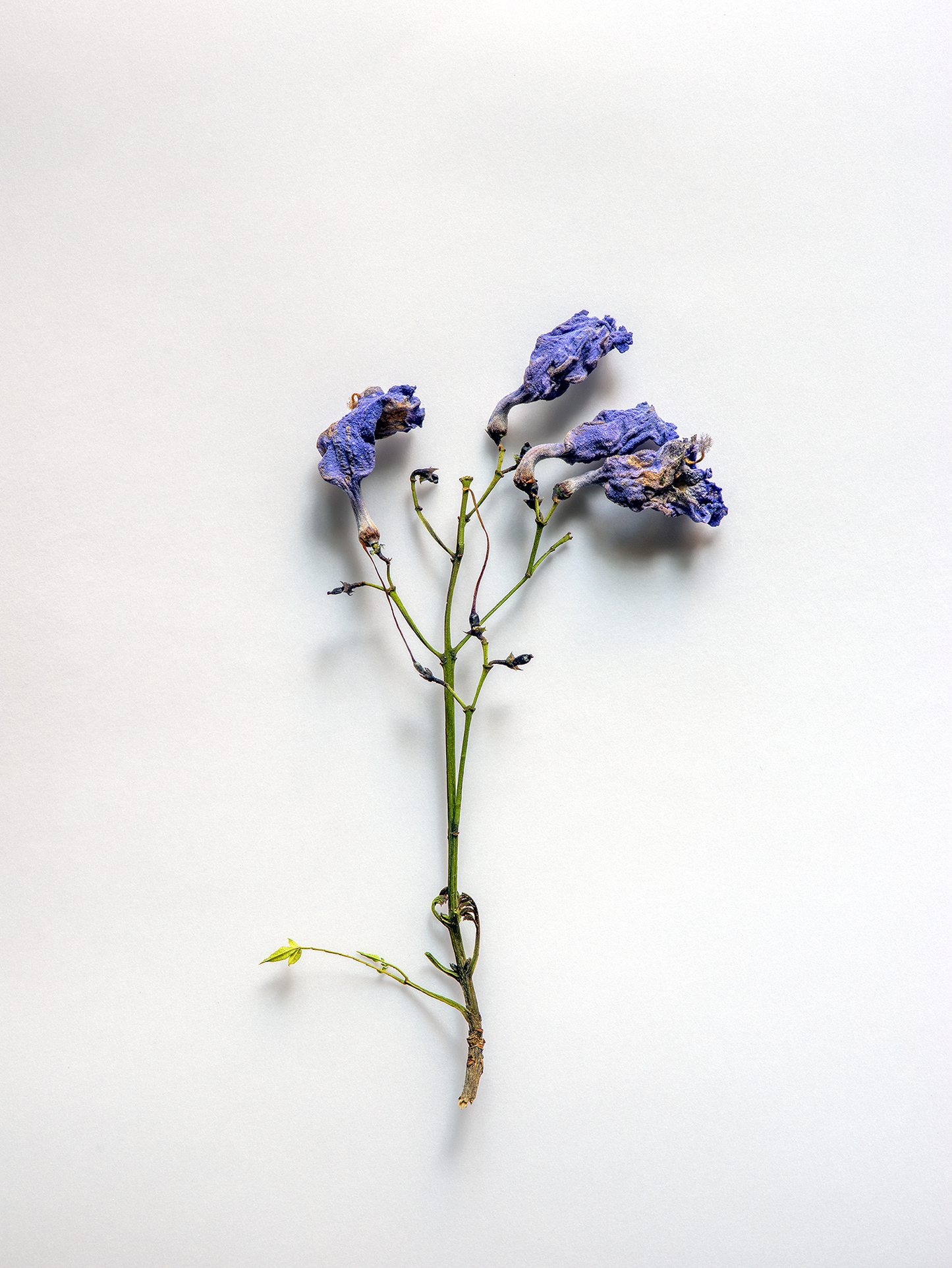 Flor violeta ch