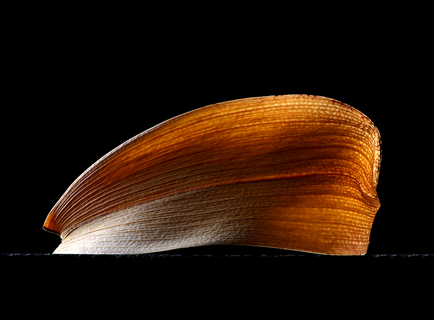 Hoja marchita de orquídea