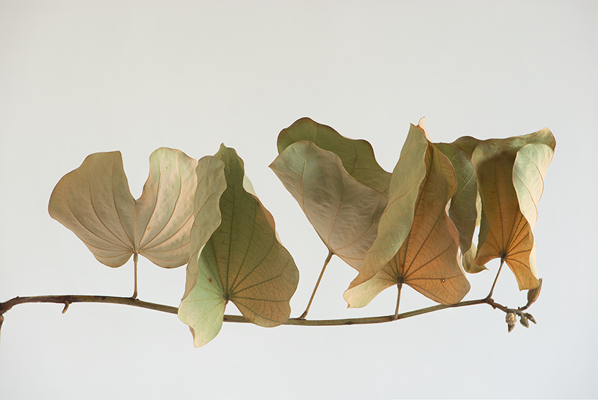 Hojas de otoño