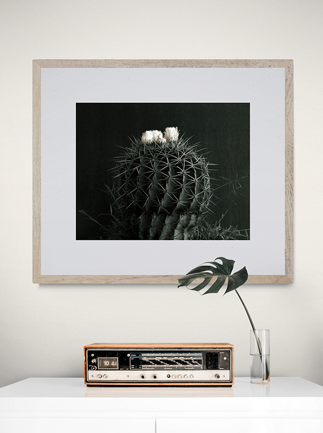 Cactus en flor
