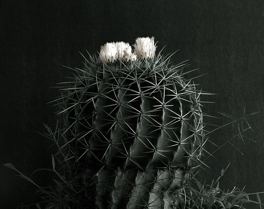 Cactus en flor
