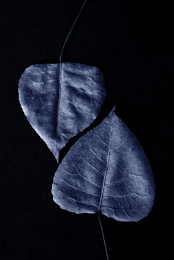 Heart leaves in blue