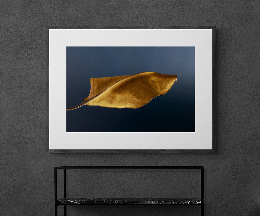 Rubber tree leaf 1