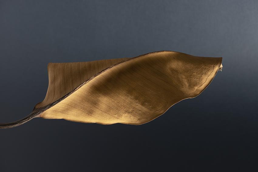 Rubber tree leaf 1