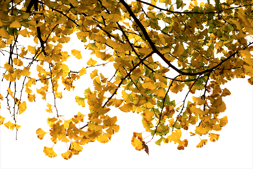 Leaves of a cherry tree in autumn