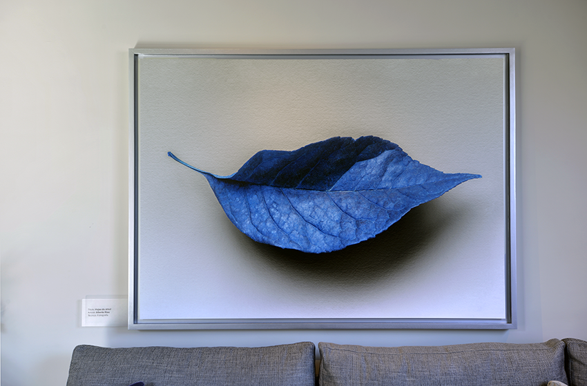 Hoja azul