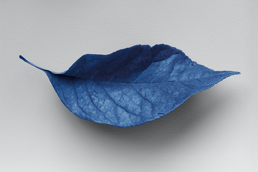 Hoja azul