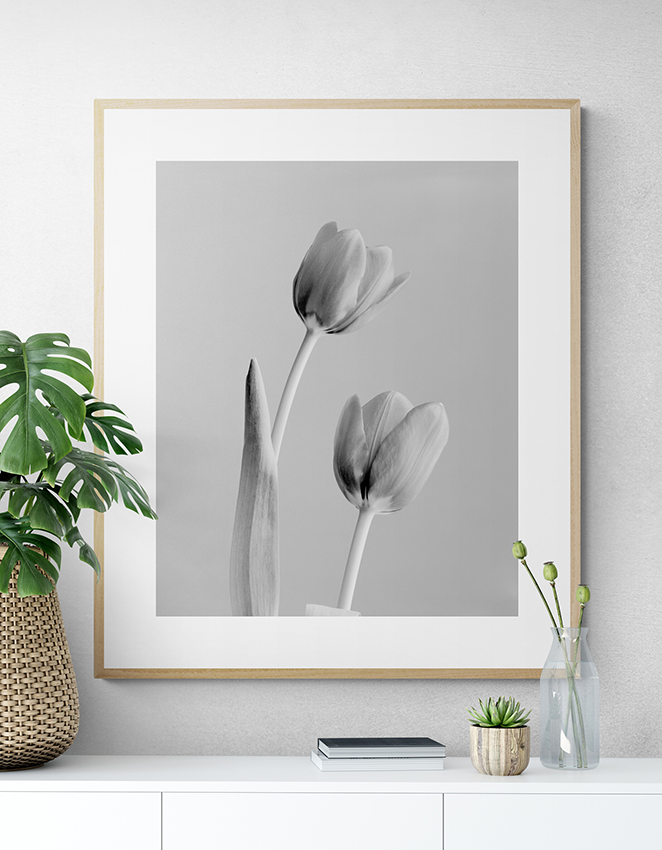 Two tulips 1