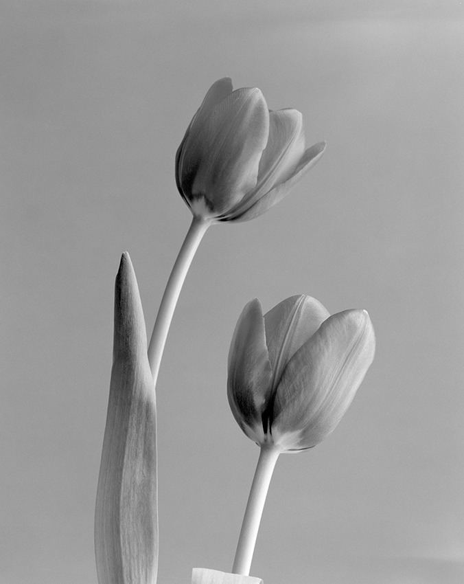 Two tulips 1