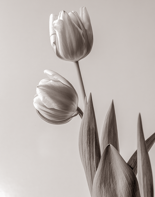 Dos tulipanes 2