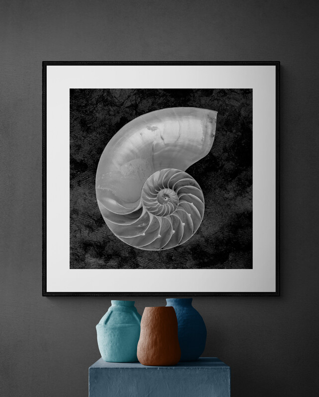 Nautilus