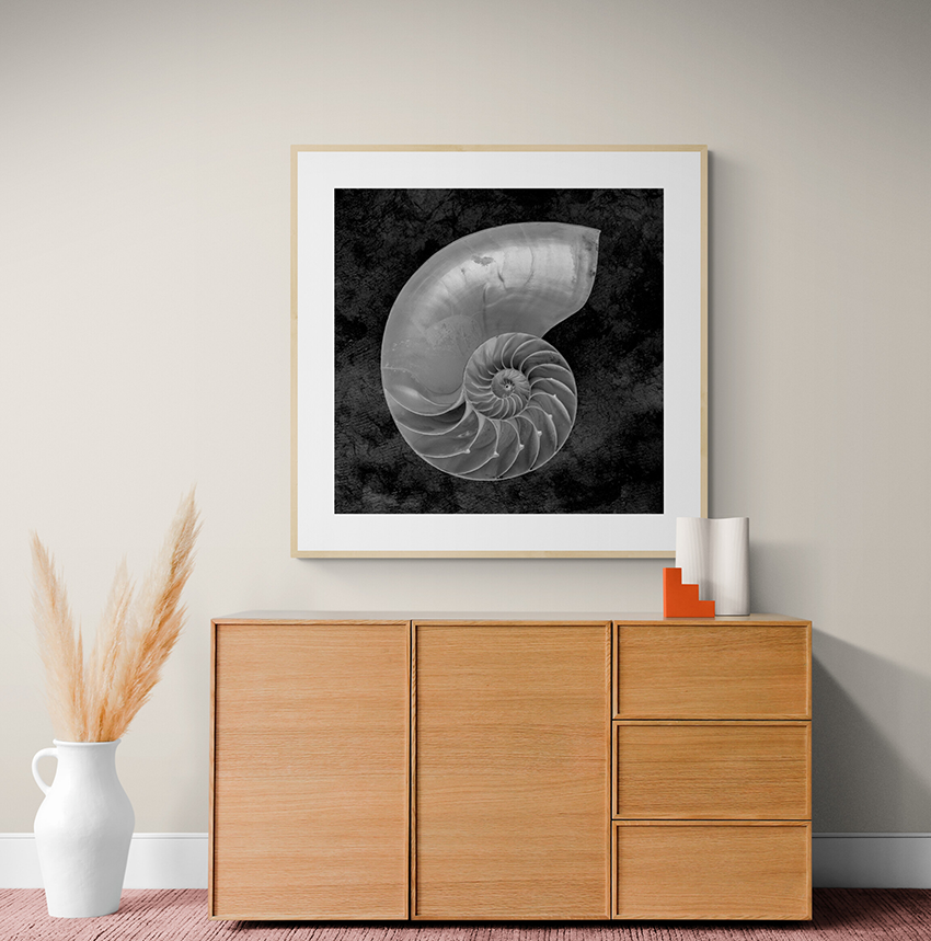 Nautilus