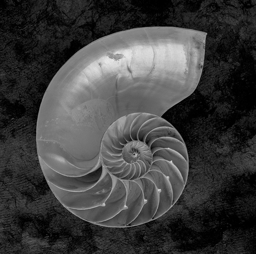 Nautilus