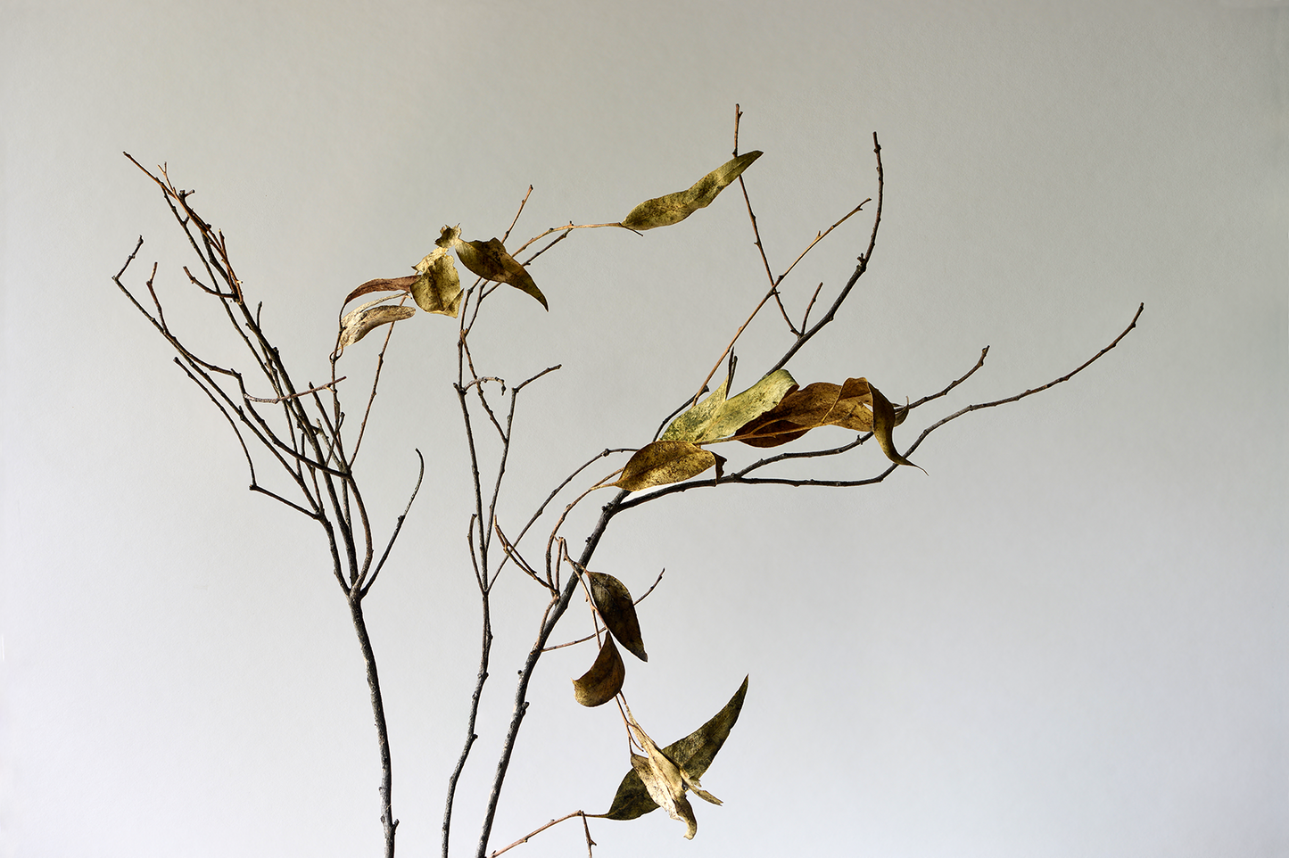 Withered branches and leaves