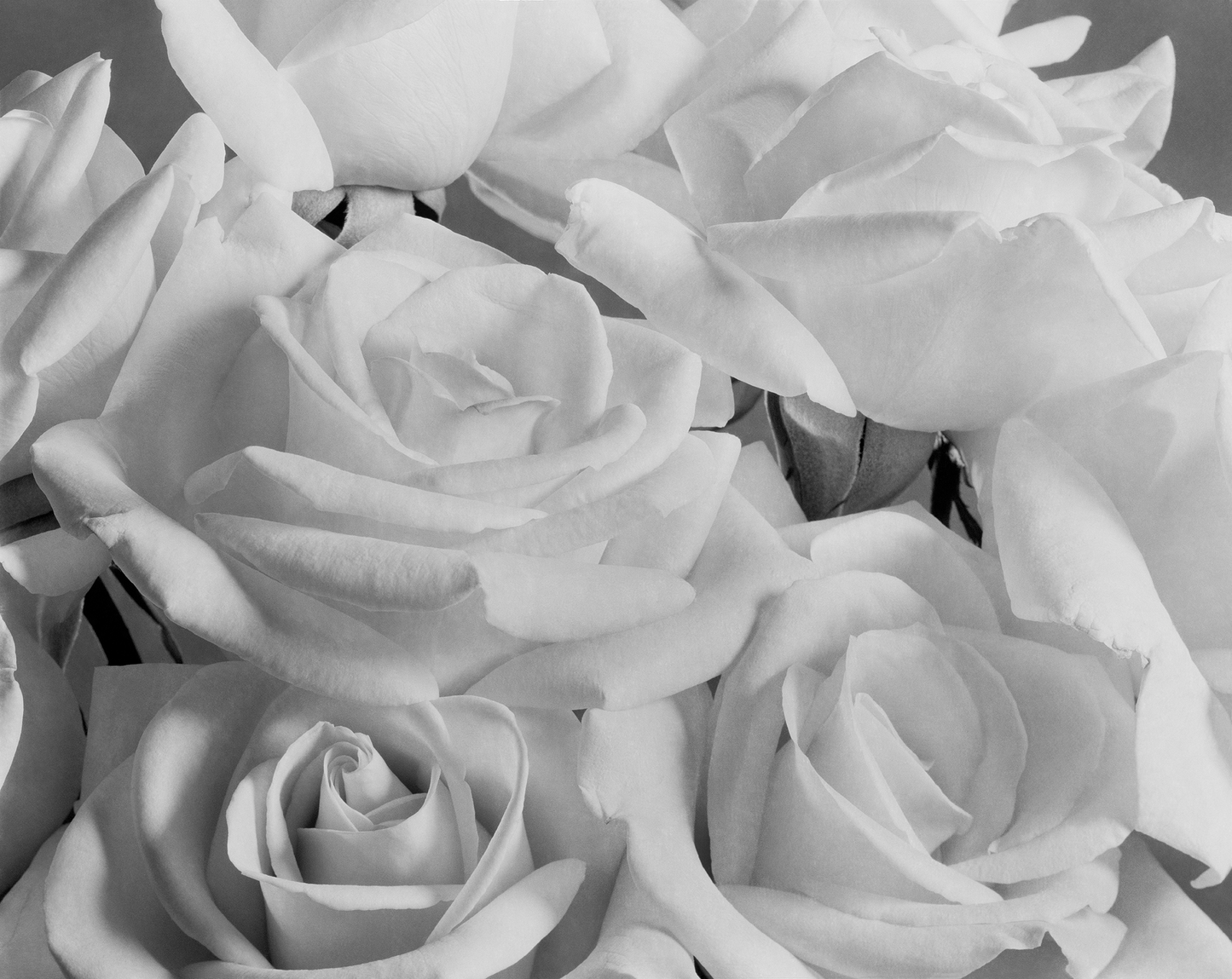 Rosas blancas
