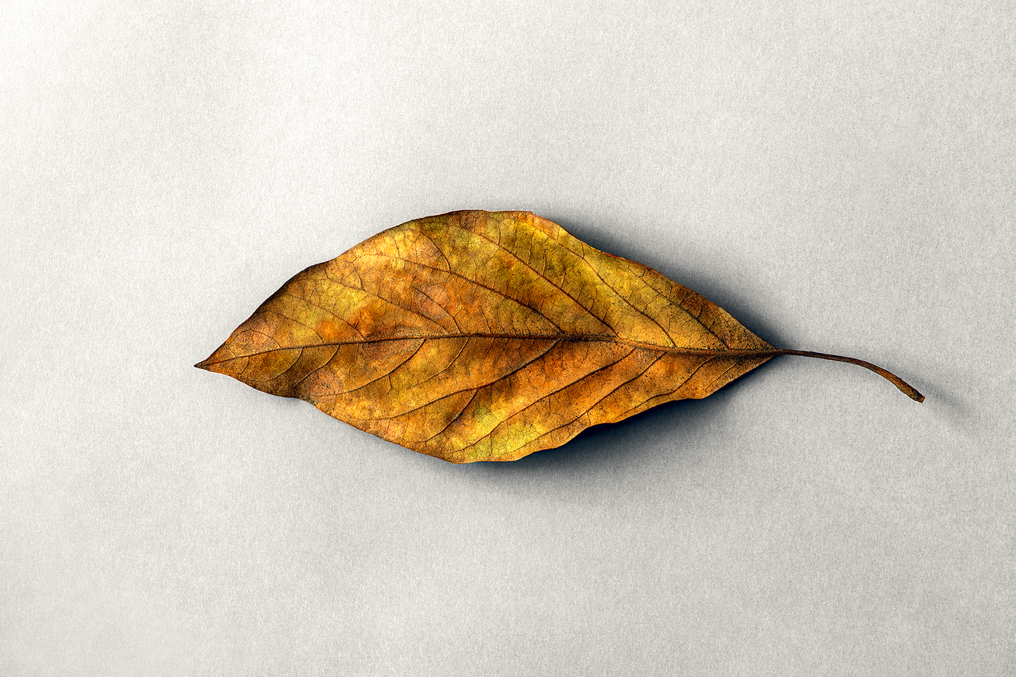 Intervened tree leaf