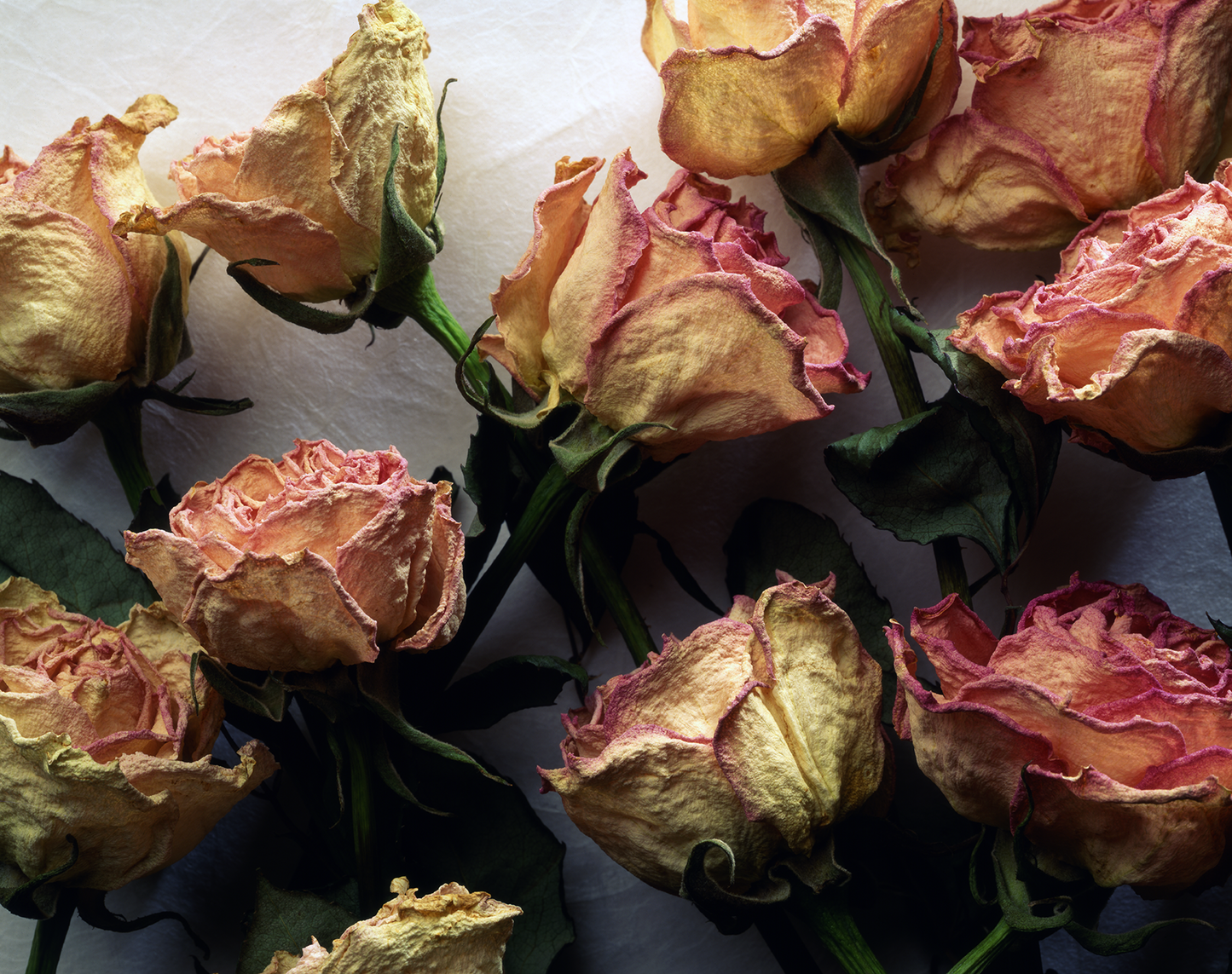 Withered roses