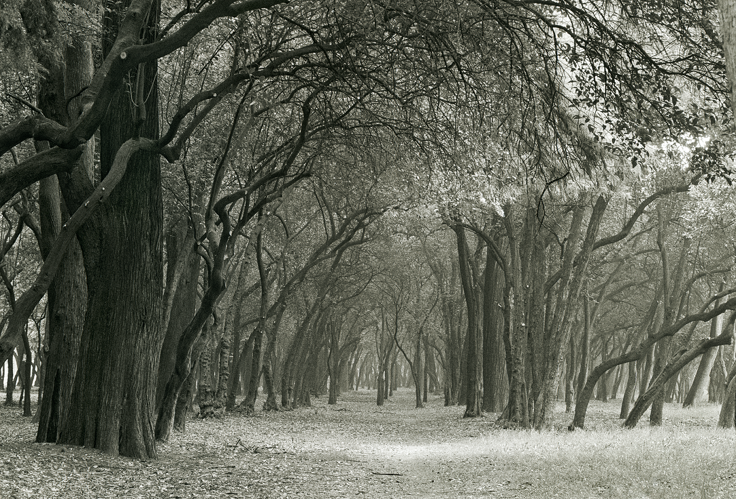 Árboles en Chapultepec