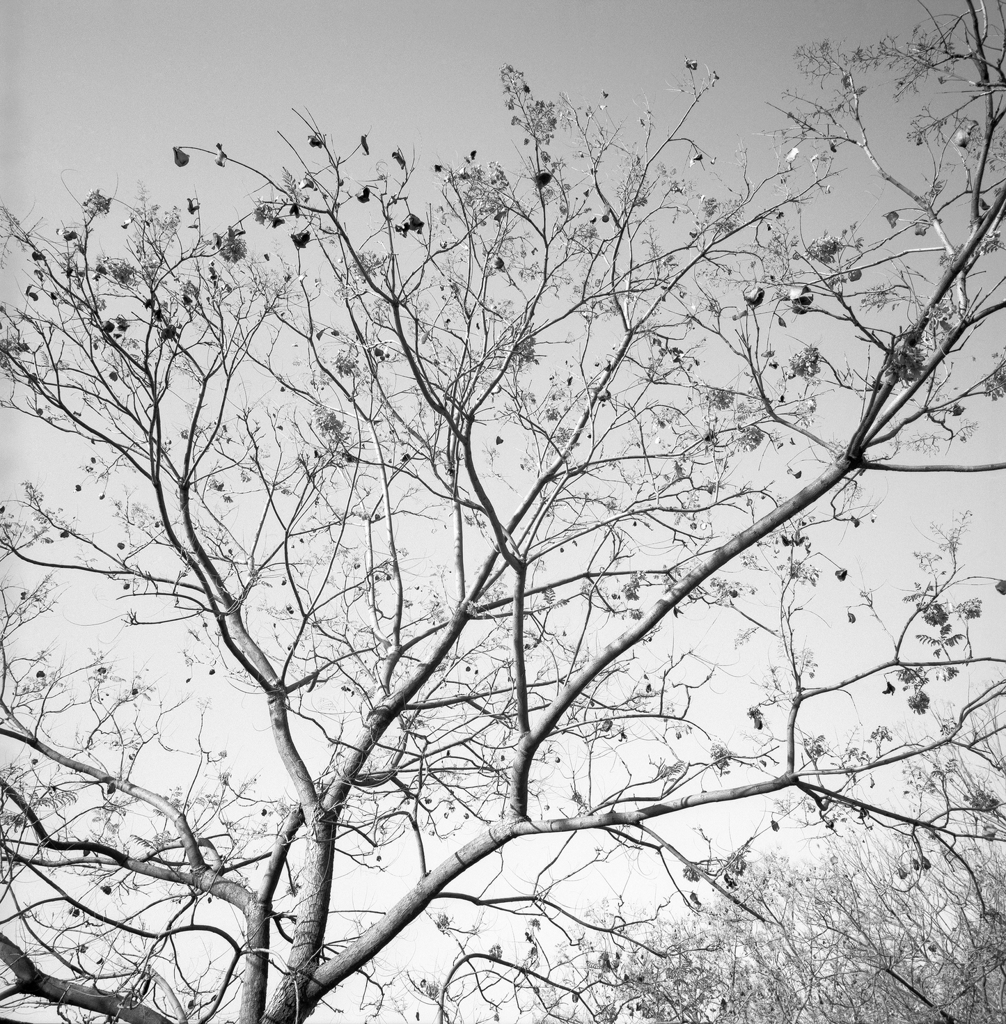 Branches in autumn