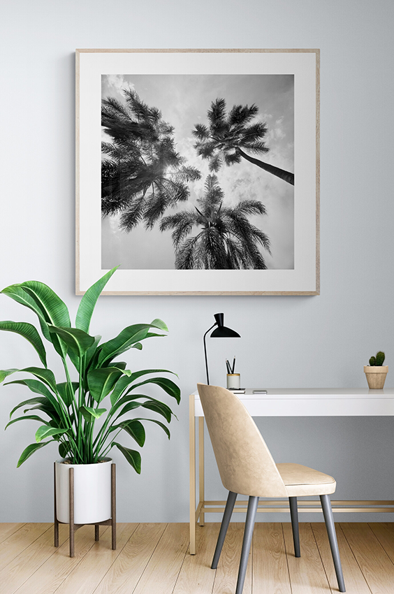 Palm trees
