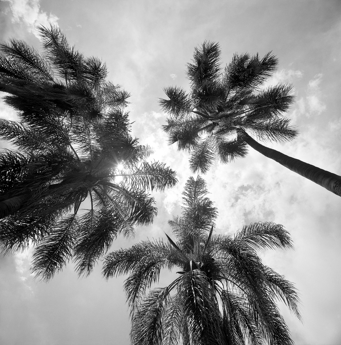 Palm trees