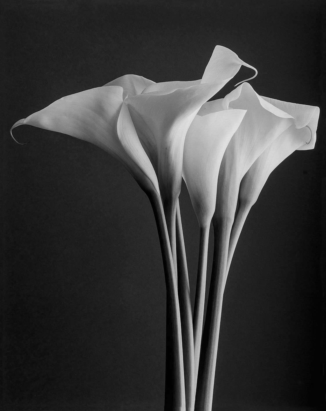 Bouquet of Calla lilies