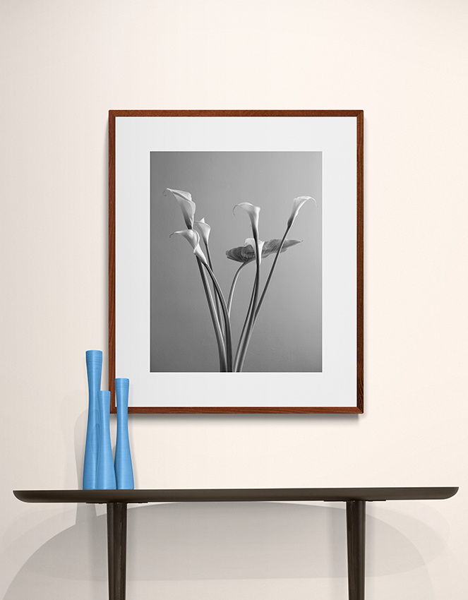 Six Calla lilies and a leaf