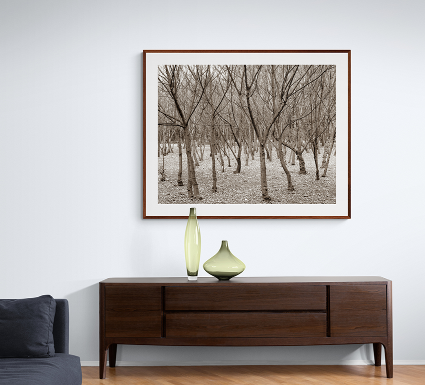 Trees in winter