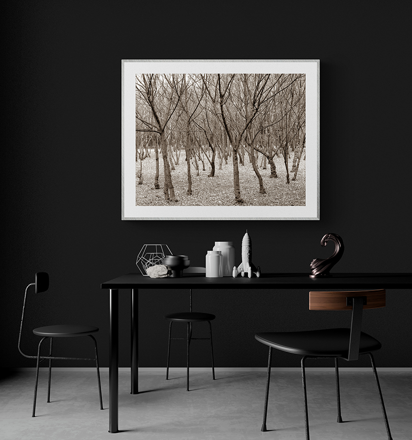 Trees in winter