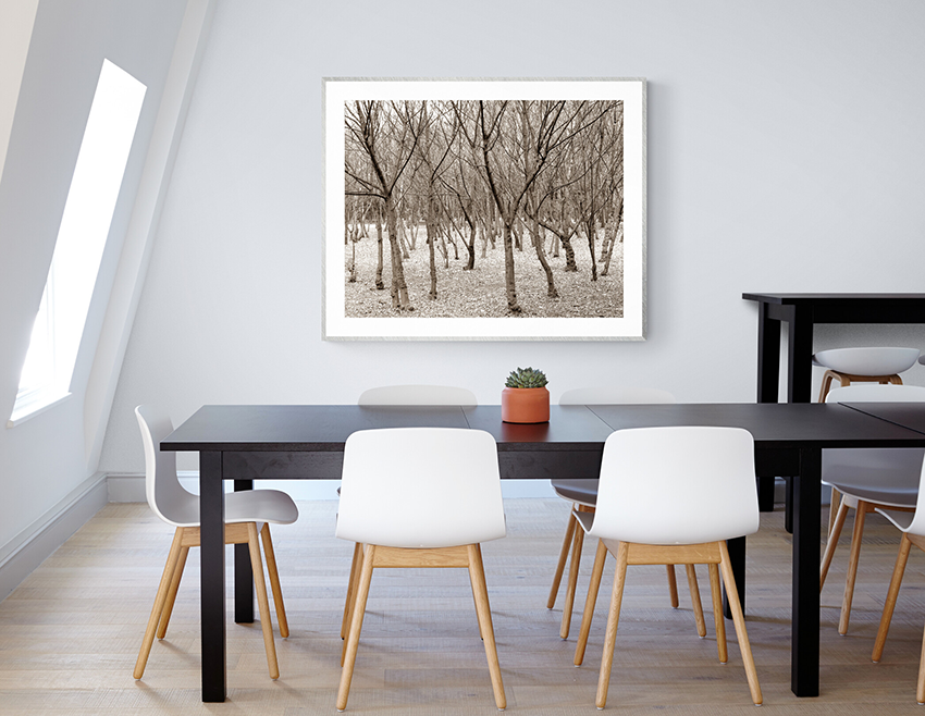 Trees in winter