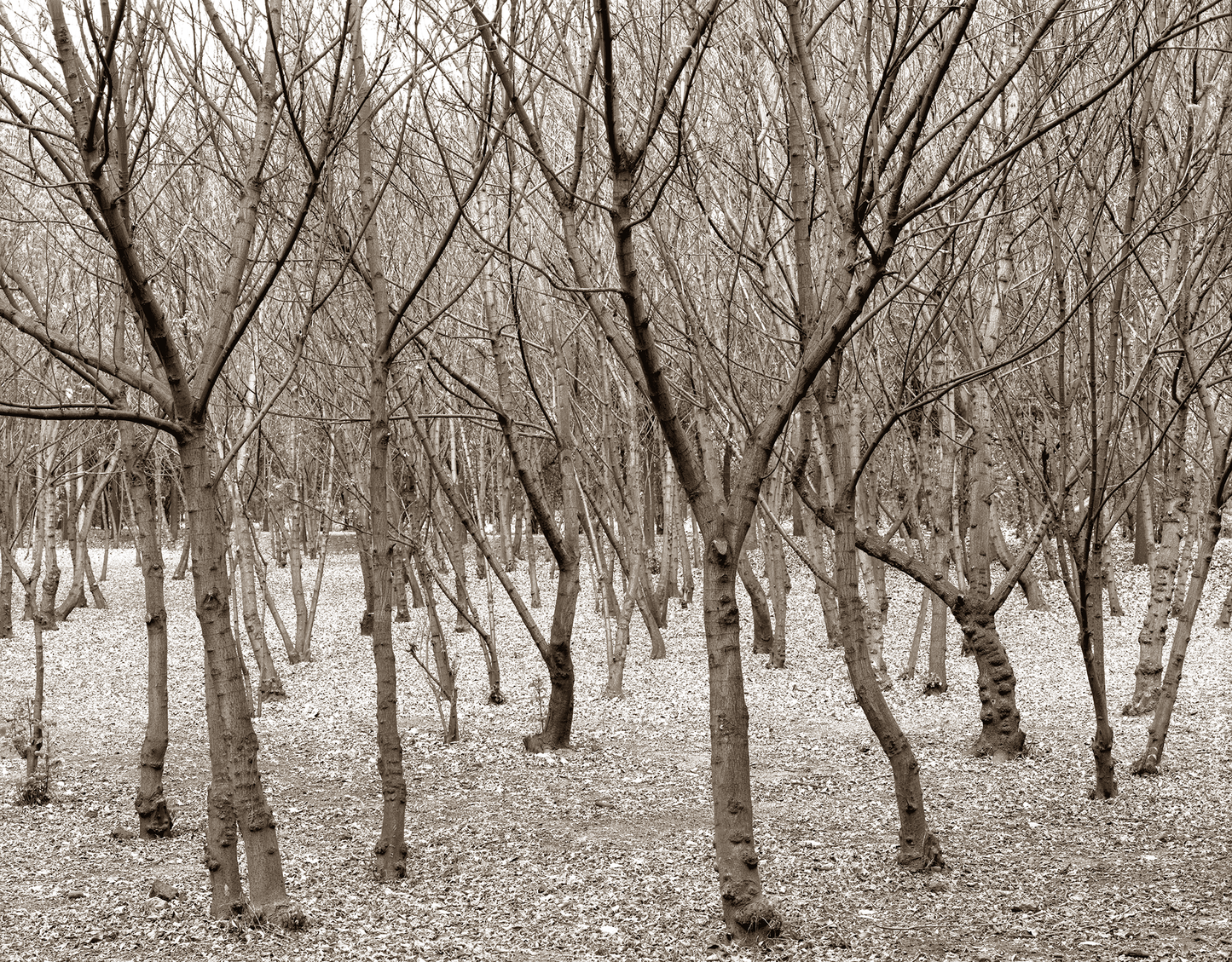 Trees in winter