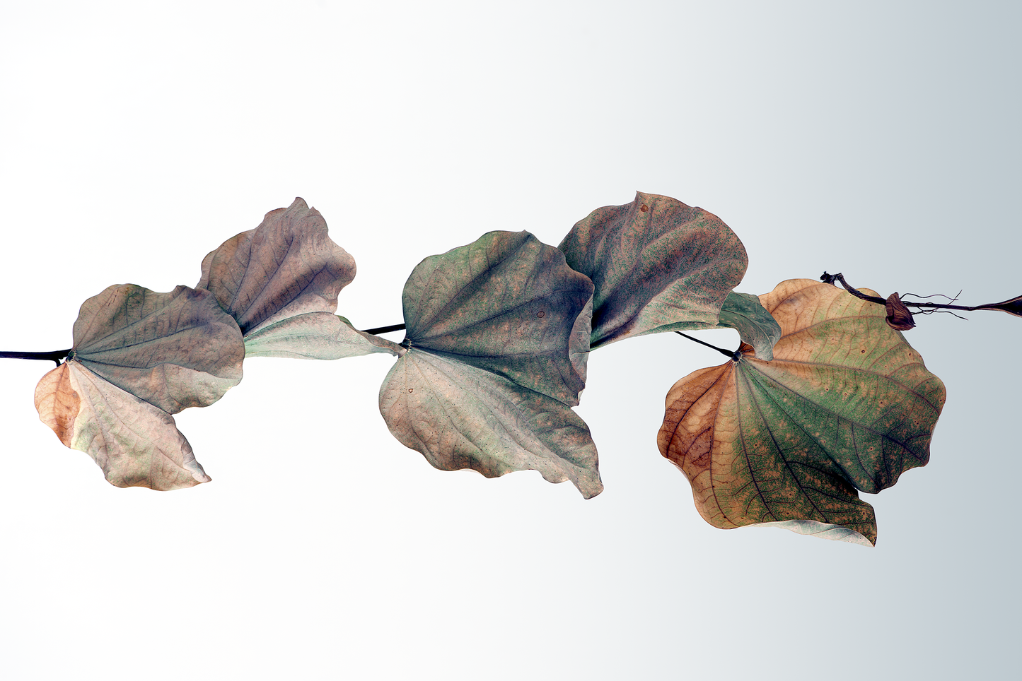Branch with withered leaves