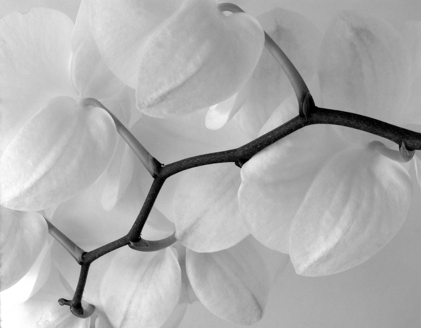 Ramo de orquídeas