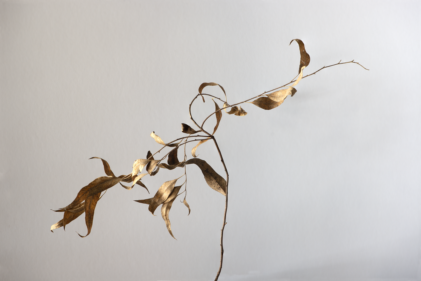 Branch and dry leaves, 2021