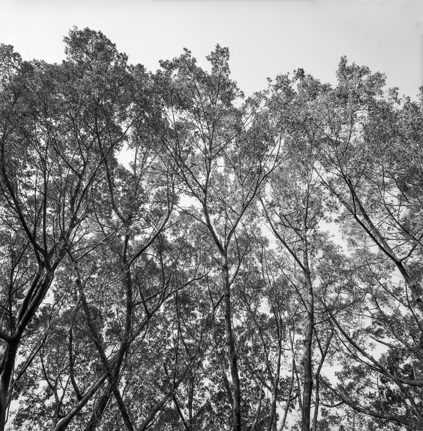 Árboles en verano