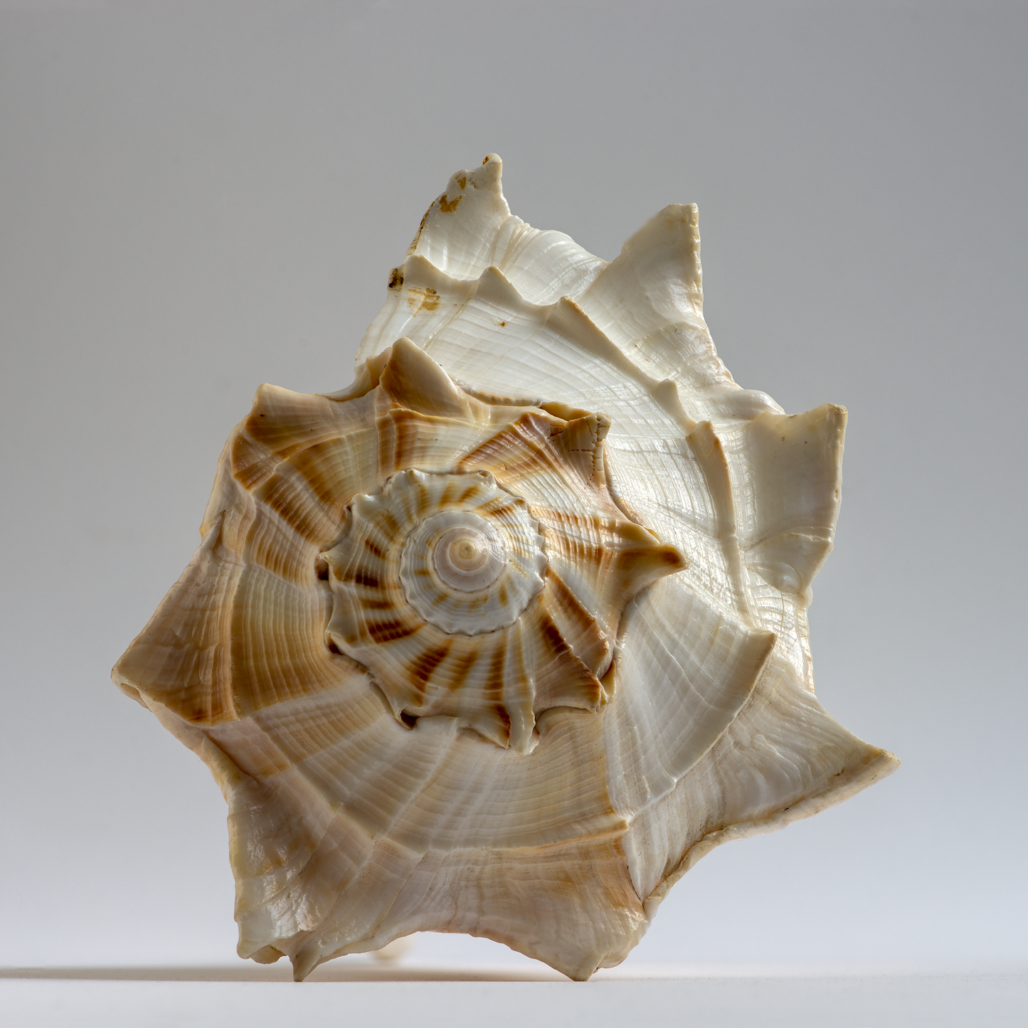 Seashell