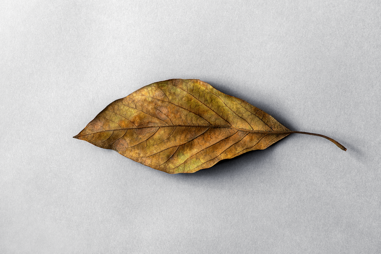 Hoja de árbol intervenida