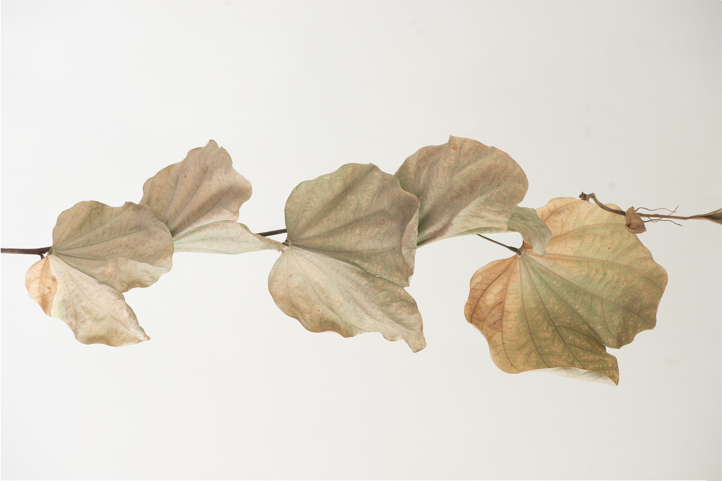 Withered leaves