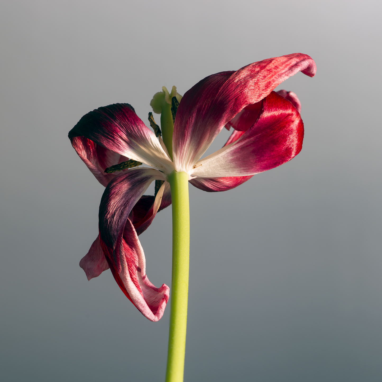 Belleza de un tulipán marchito