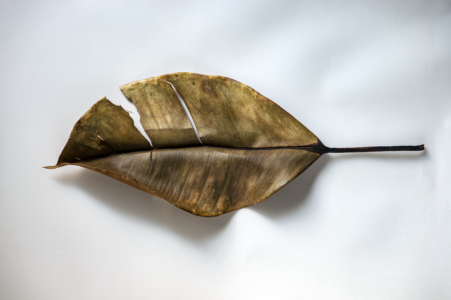 Hoja del árbol del hule
