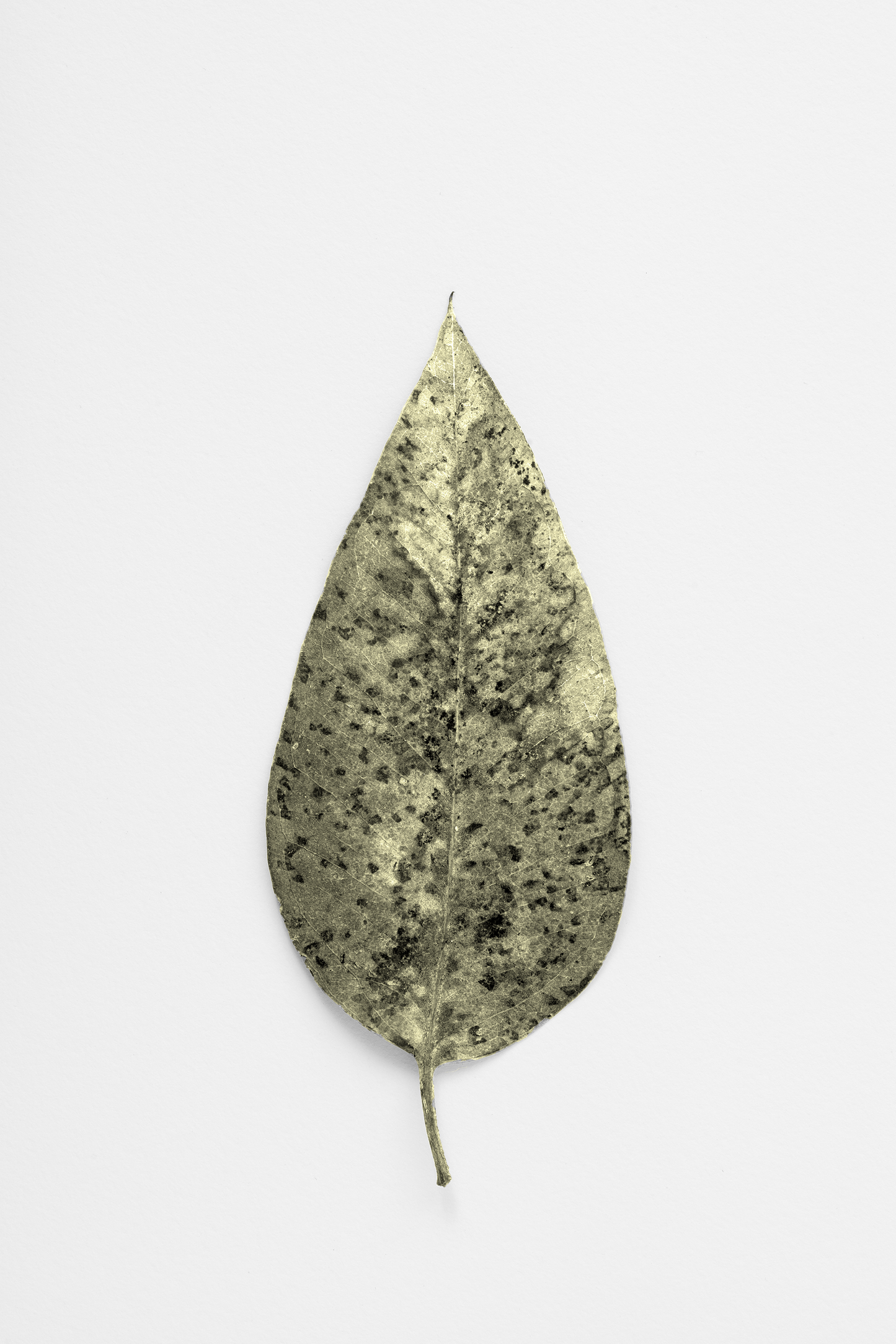 Lanceolate leaf