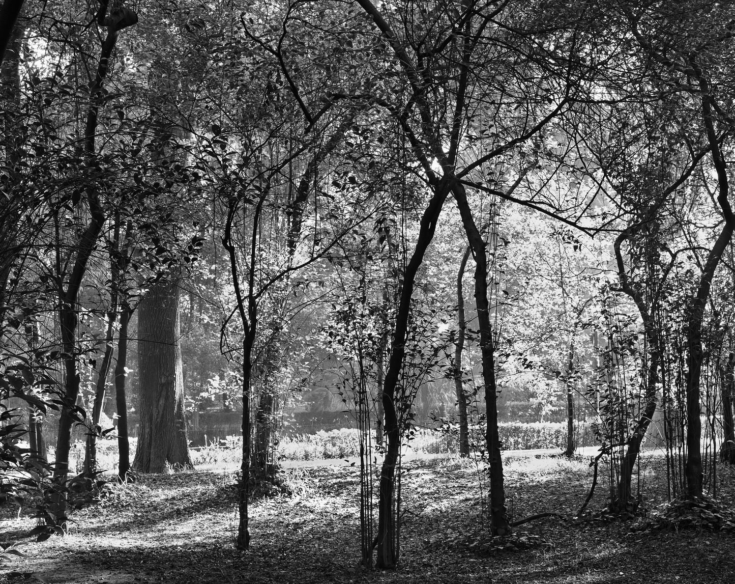 Backlight in the morning