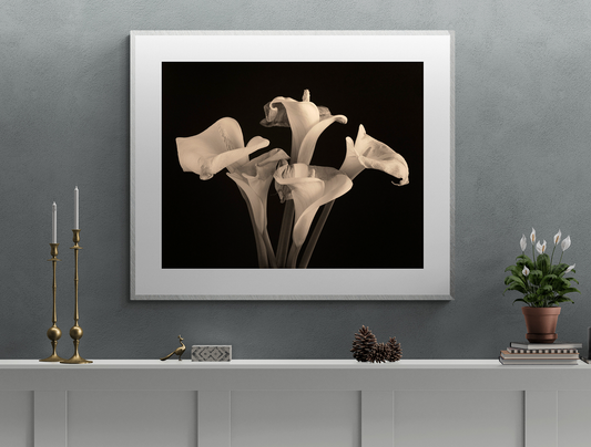 Withered calla lilies