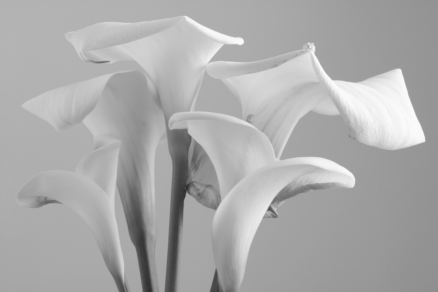 Group of gannets