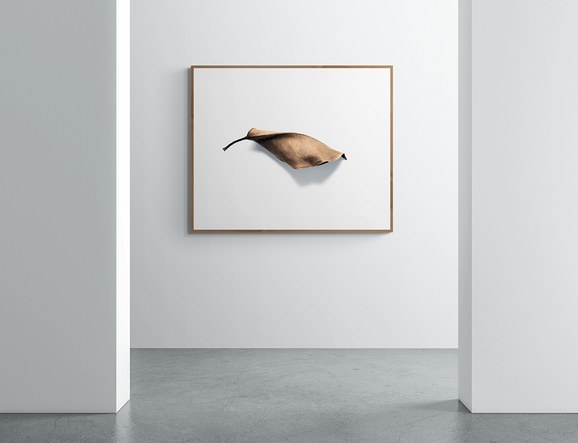 Shape of a tree leaf