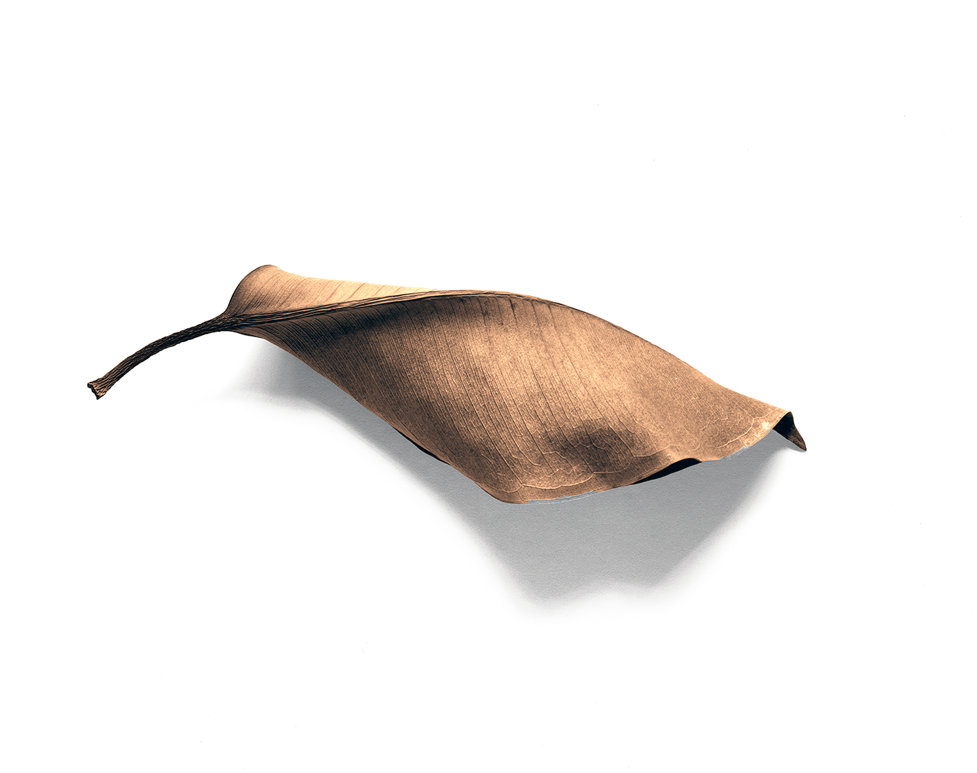 Shape of a tree leaf